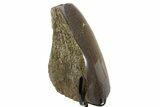 Fossil Dinosaur Bone Section w/ Metal Stand - Texas #377867-2